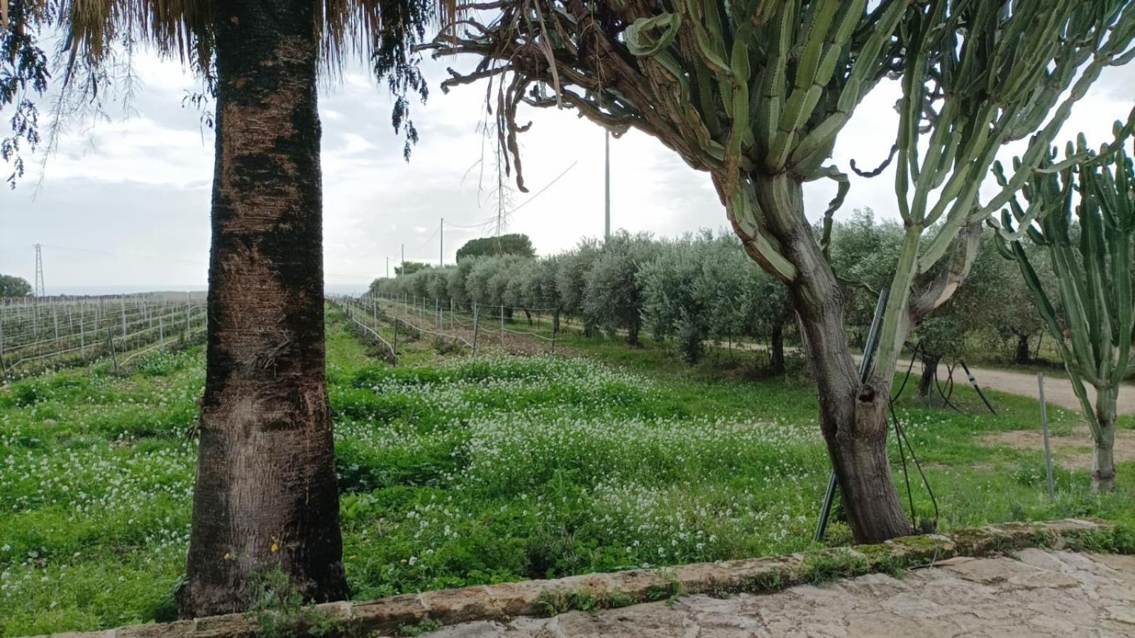 Casa Bouganville Villetta Tra Le Vigne E Il Mare Menfi Eksteriør billede
