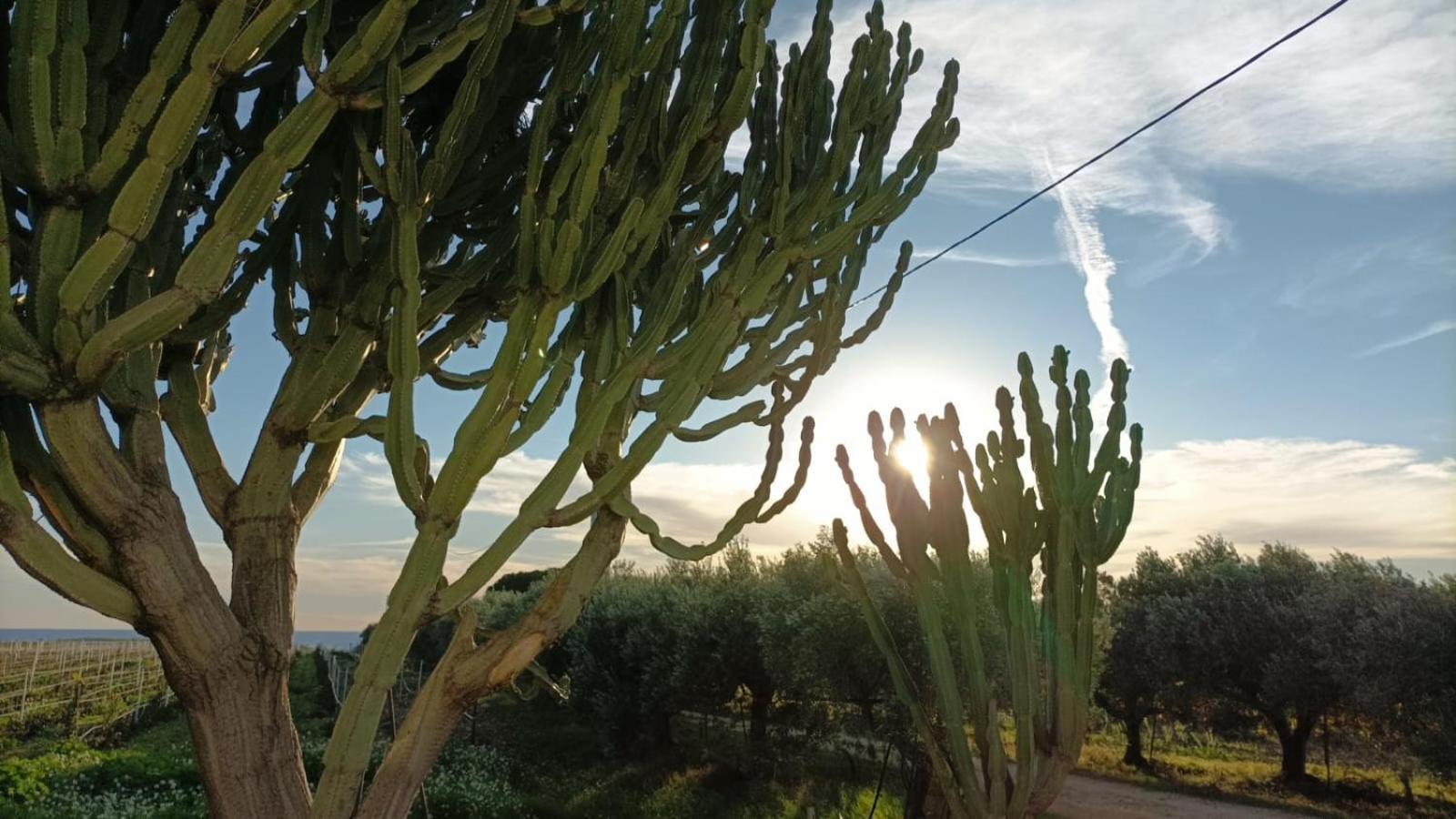 Casa Bouganville Villetta Tra Le Vigne E Il Mare Menfi Eksteriør billede