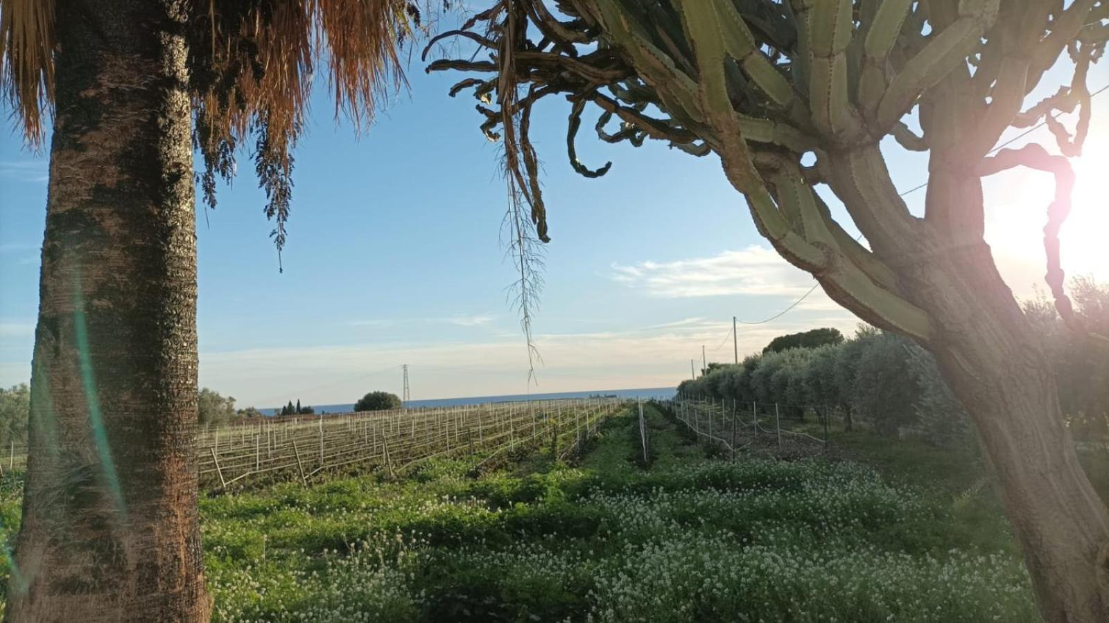 Casa Bouganville Villetta Tra Le Vigne E Il Mare Menfi Eksteriør billede